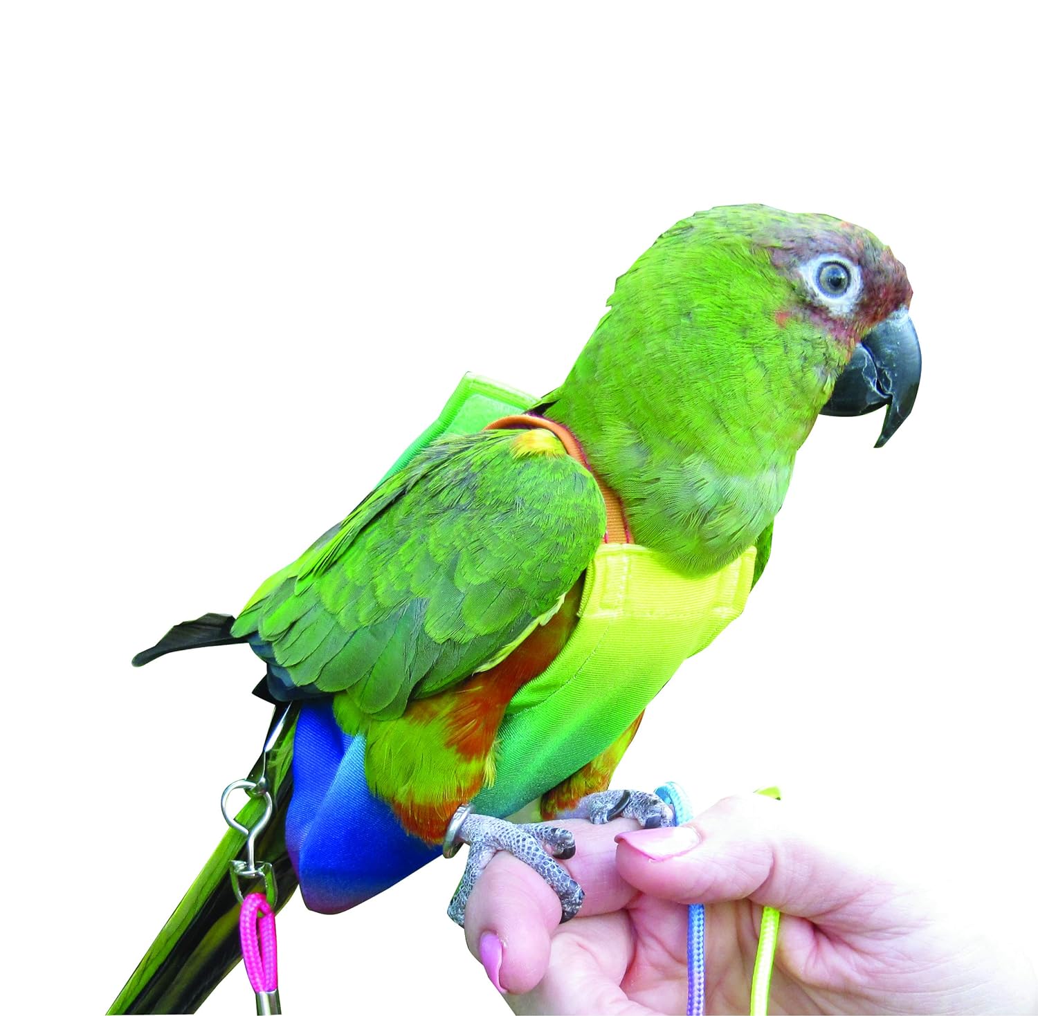 חליפת טיסה הוואי לכל סוגי התוכים – תמונה 3