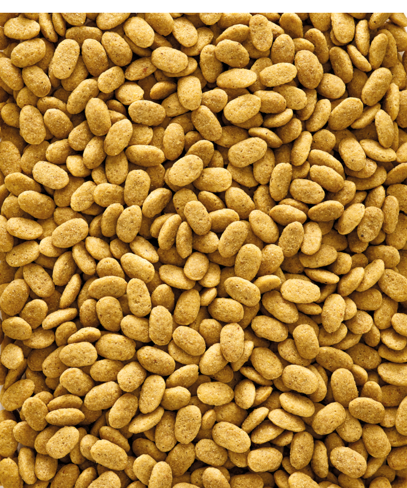 nutri bird versele laga p-15 כופתיות טבעי 1 ק"ג – תמונה 2