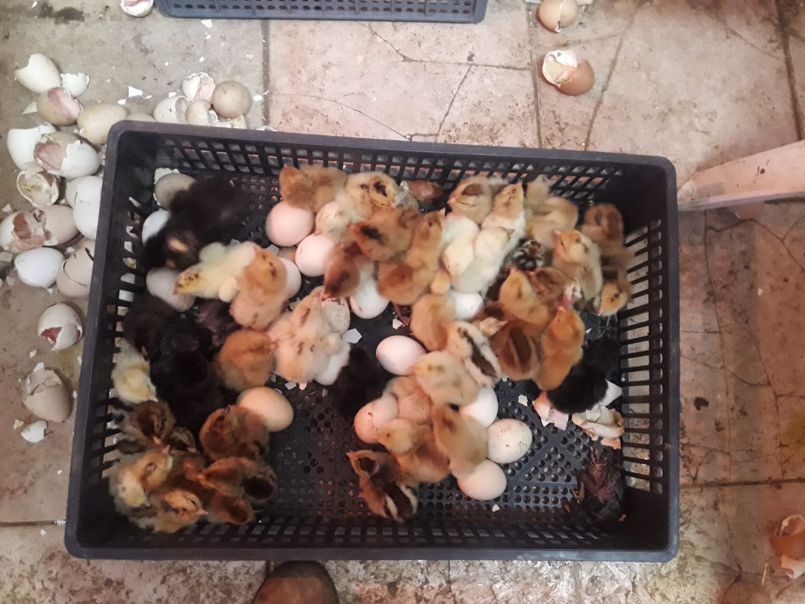 מדגרה של 240 ביצים של החברה PTO – תמונה 3
