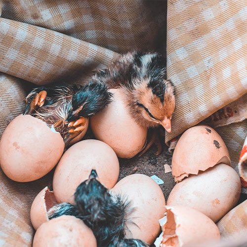 ביצים של זני עופות מיוחדים להדגרה